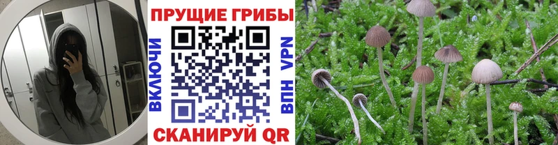 Галлюциногенные грибы прущие грибы  omg   Заозёрный  купить  